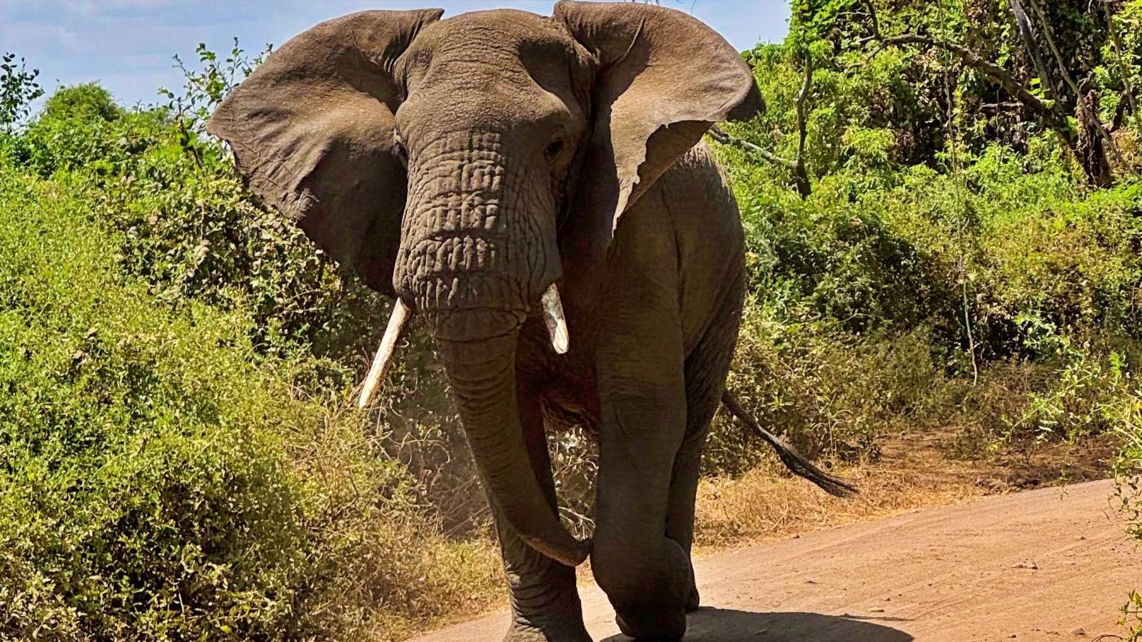 Tanzanya Safari Macerası Turu